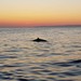 Whales Sunsets and Cliffs 1<br/> 9th July 2018, 20:04 <br/> <a class='date'  href='/media/photologue/photos/New%20folder/36488209_1751162044931548_218636276570521600_n.jpg'>Full Size</a><br/>Another cracking image